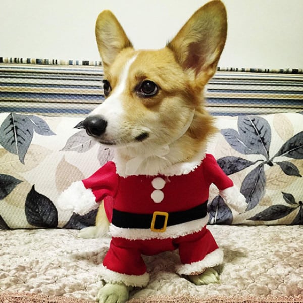 Christmas Dog Santa Suit 3