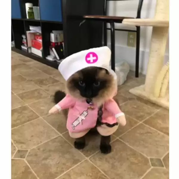 Pet Nurse Costume | Pawzoutlet